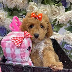 Mini Poodle