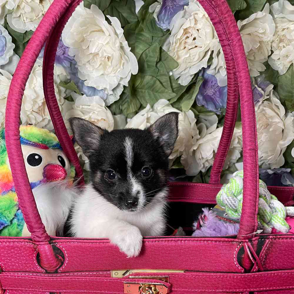 carousel pet images