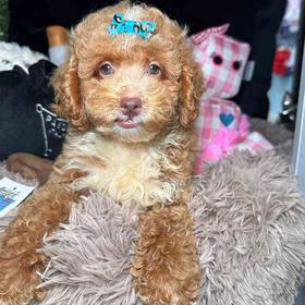 Poodle