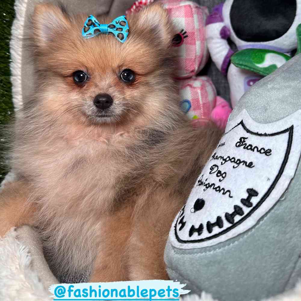 carousel pet images
