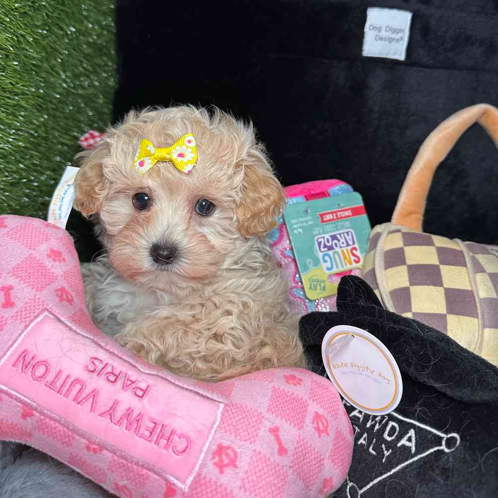 carousel pet images