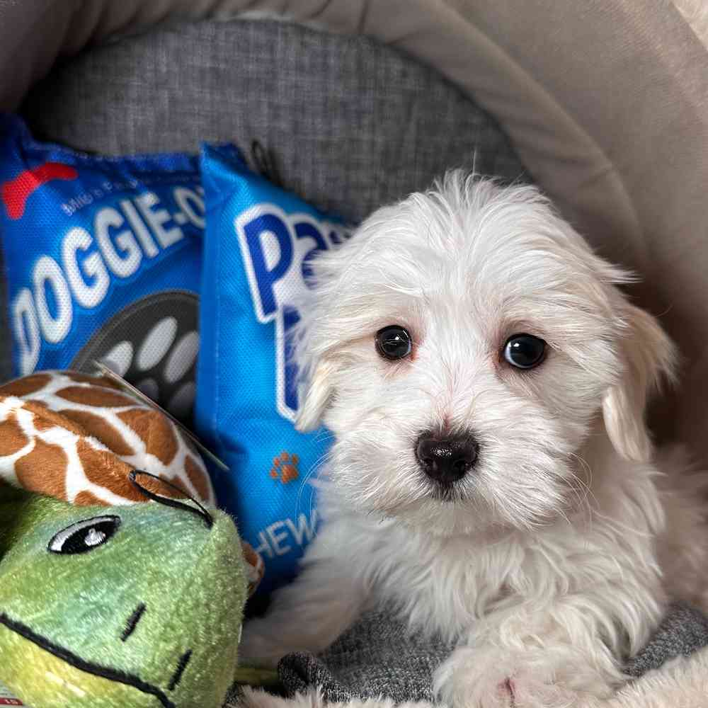 carousel pet images