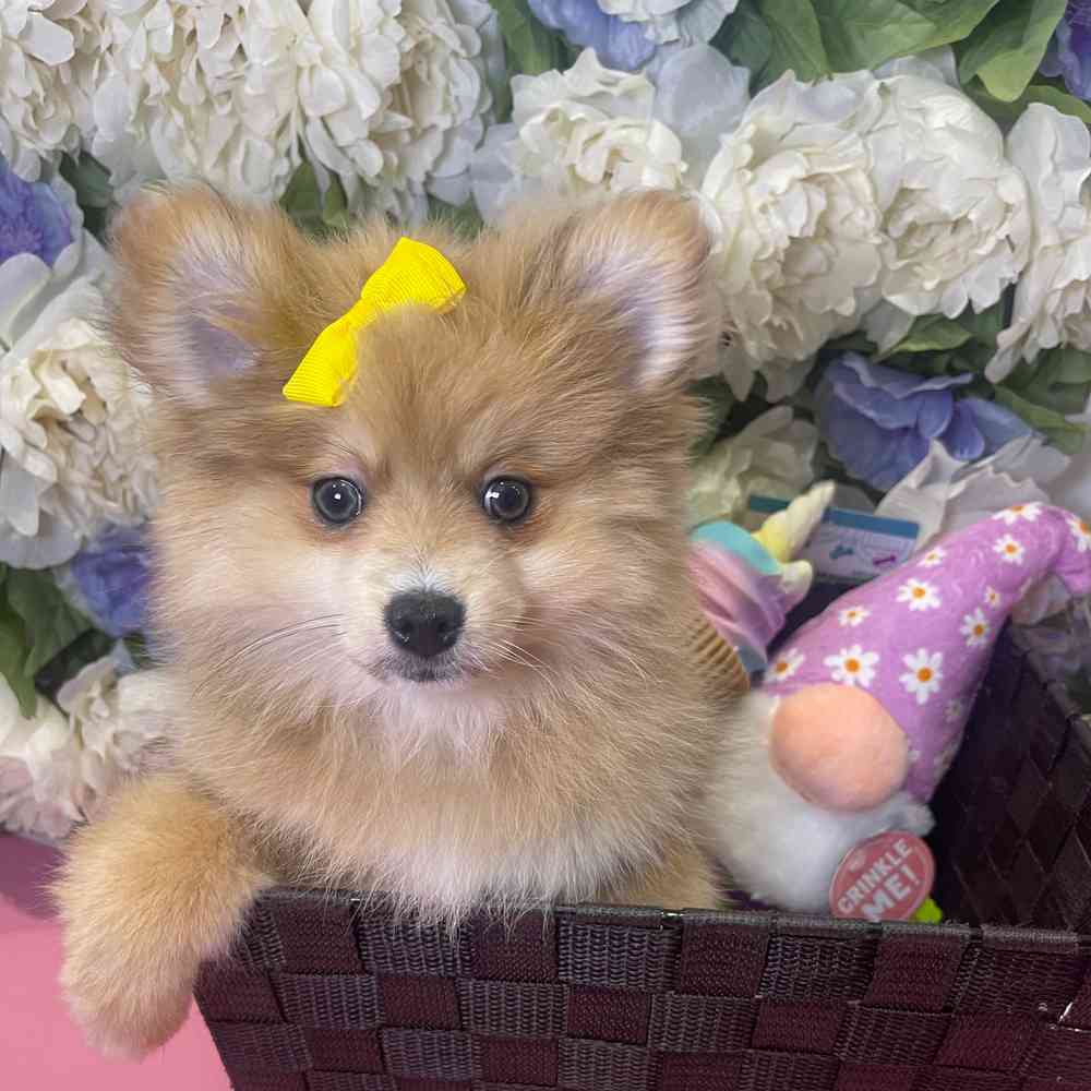carousel pet images