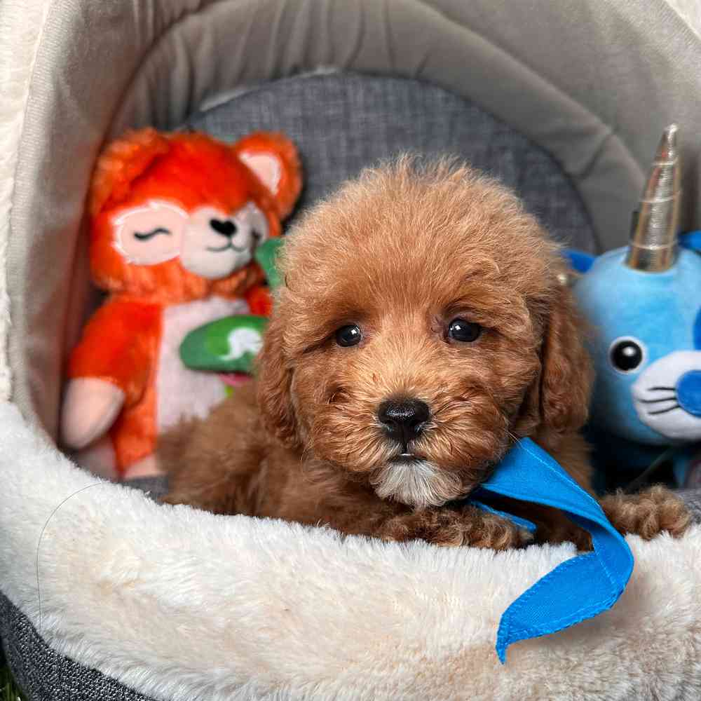 carousel pet images