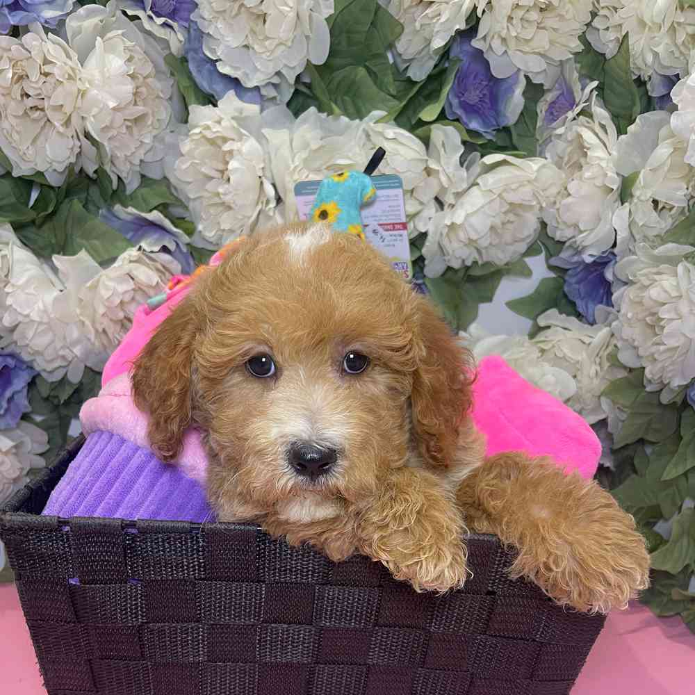 carousel pet images