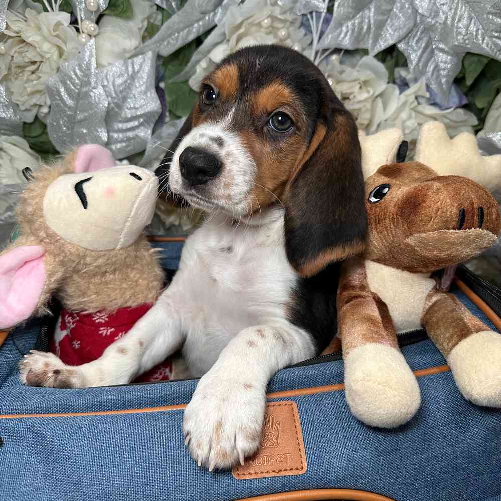 carousel pet images