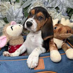 Beagle