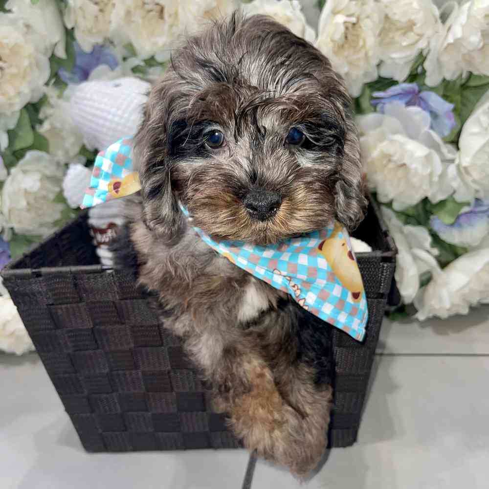 carousel pet images