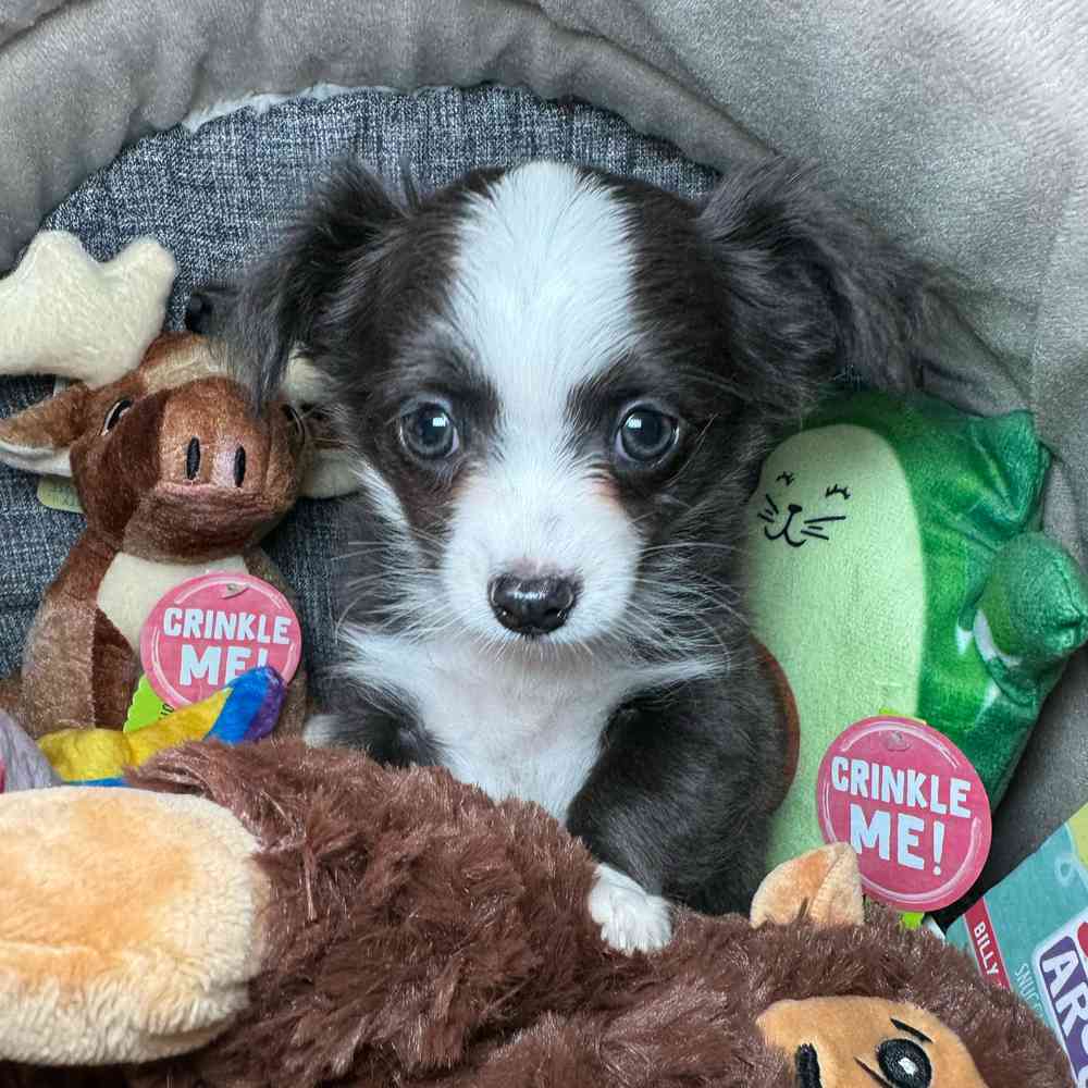 carousel pet images