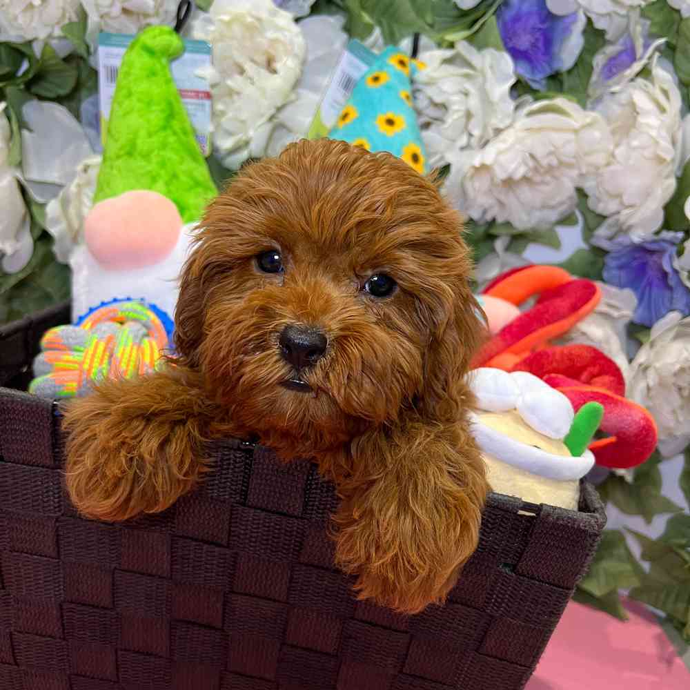 carousel pet images