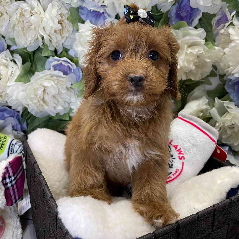 carousel pet images