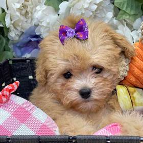 Poodle Toy