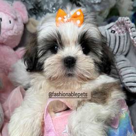 Shih Tzu