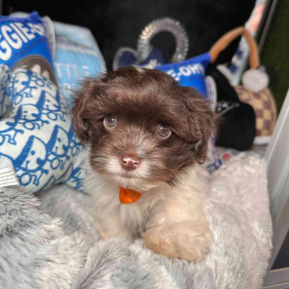 Image of a pet breed in the gallery