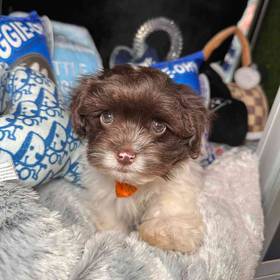 Havanese