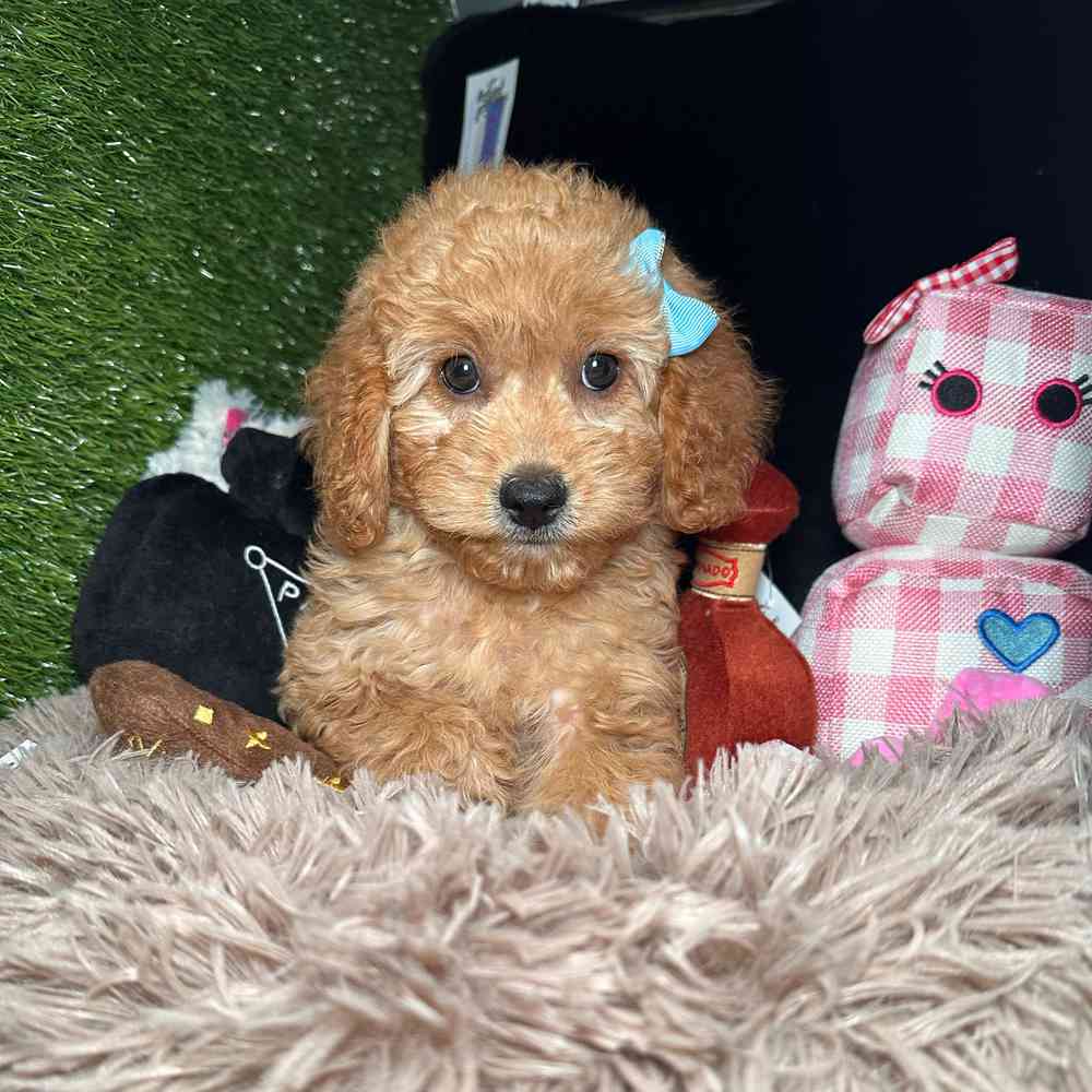 carousel pet images