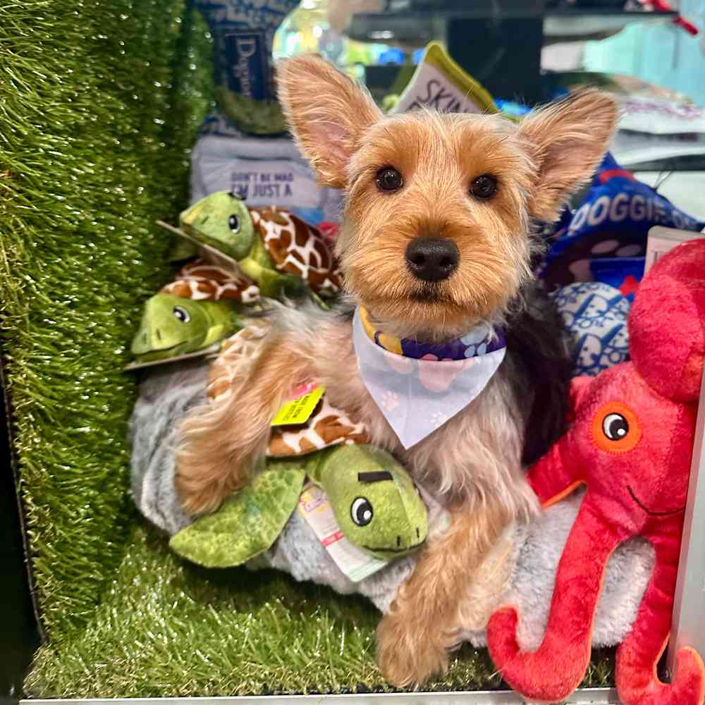 Image of a pet breed in the gallery