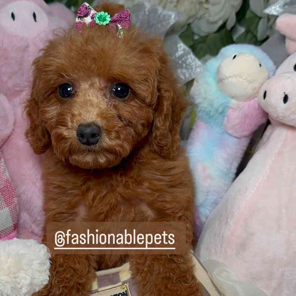 carousel pet images