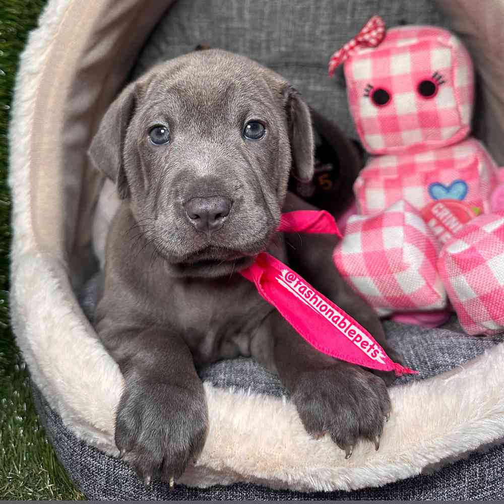 carousel pet images