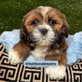 Lhasa Apso
