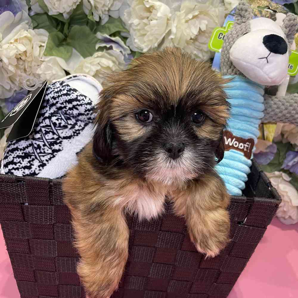 carousel pet images
