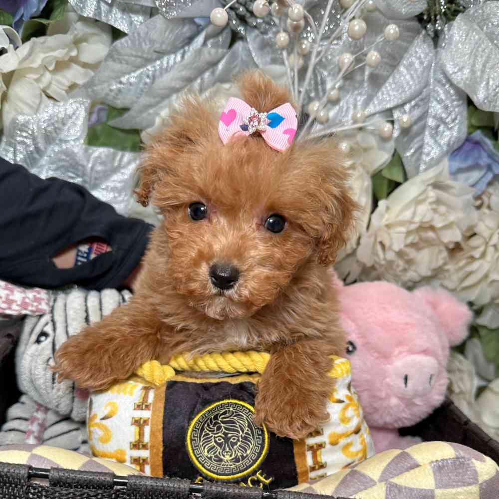 Poodle Toy Puppies for sale Fashionable Pets