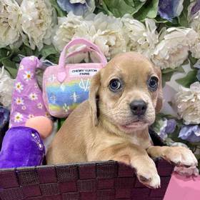 Puggle