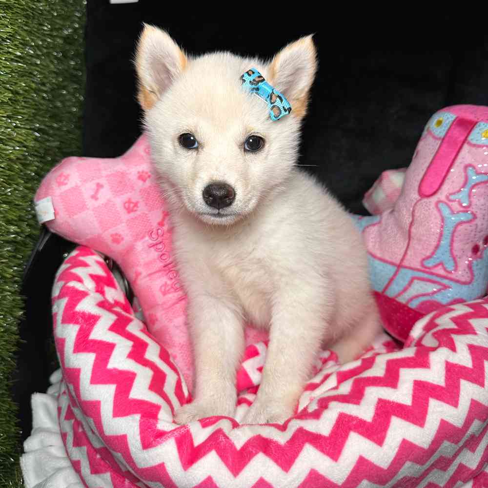 Image of a pet breed in the gallery