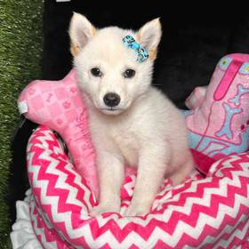 Shiba Inu