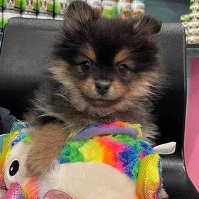Pomeranian