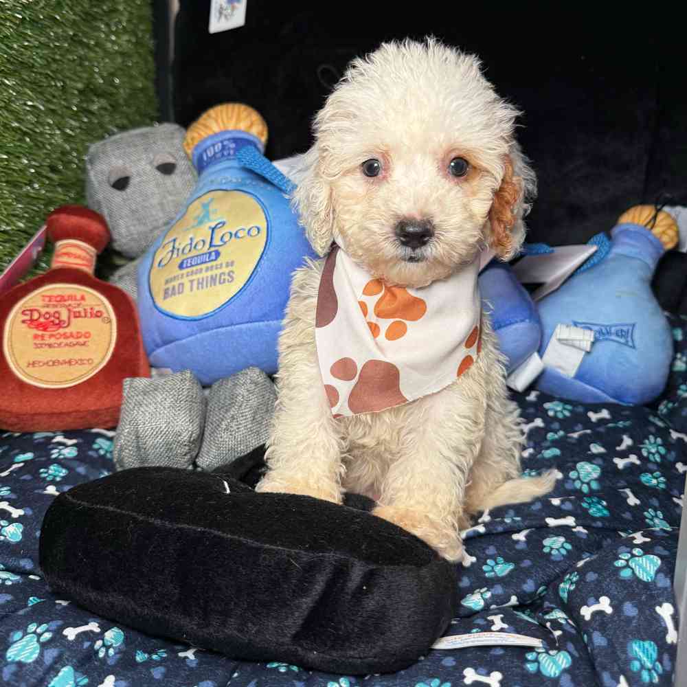 pet breed image