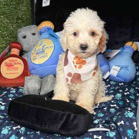 Cavapoo 2nd Generation