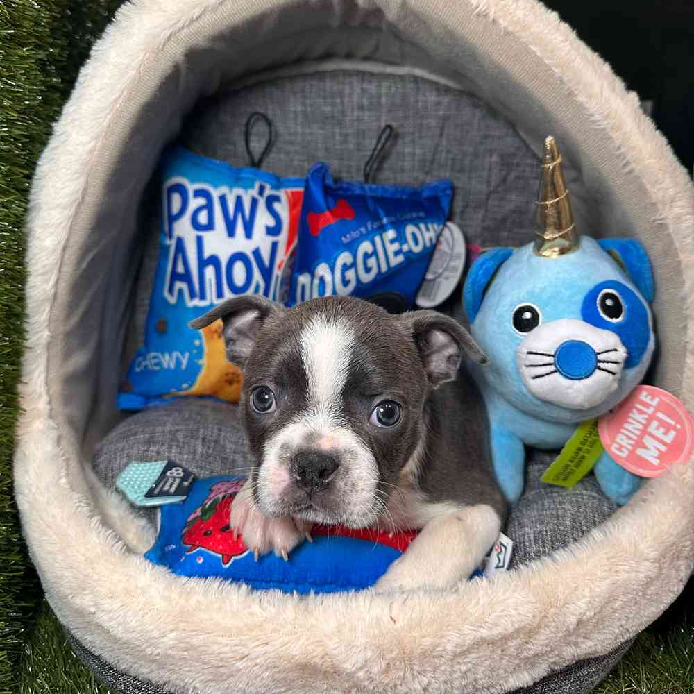 carousel pet images