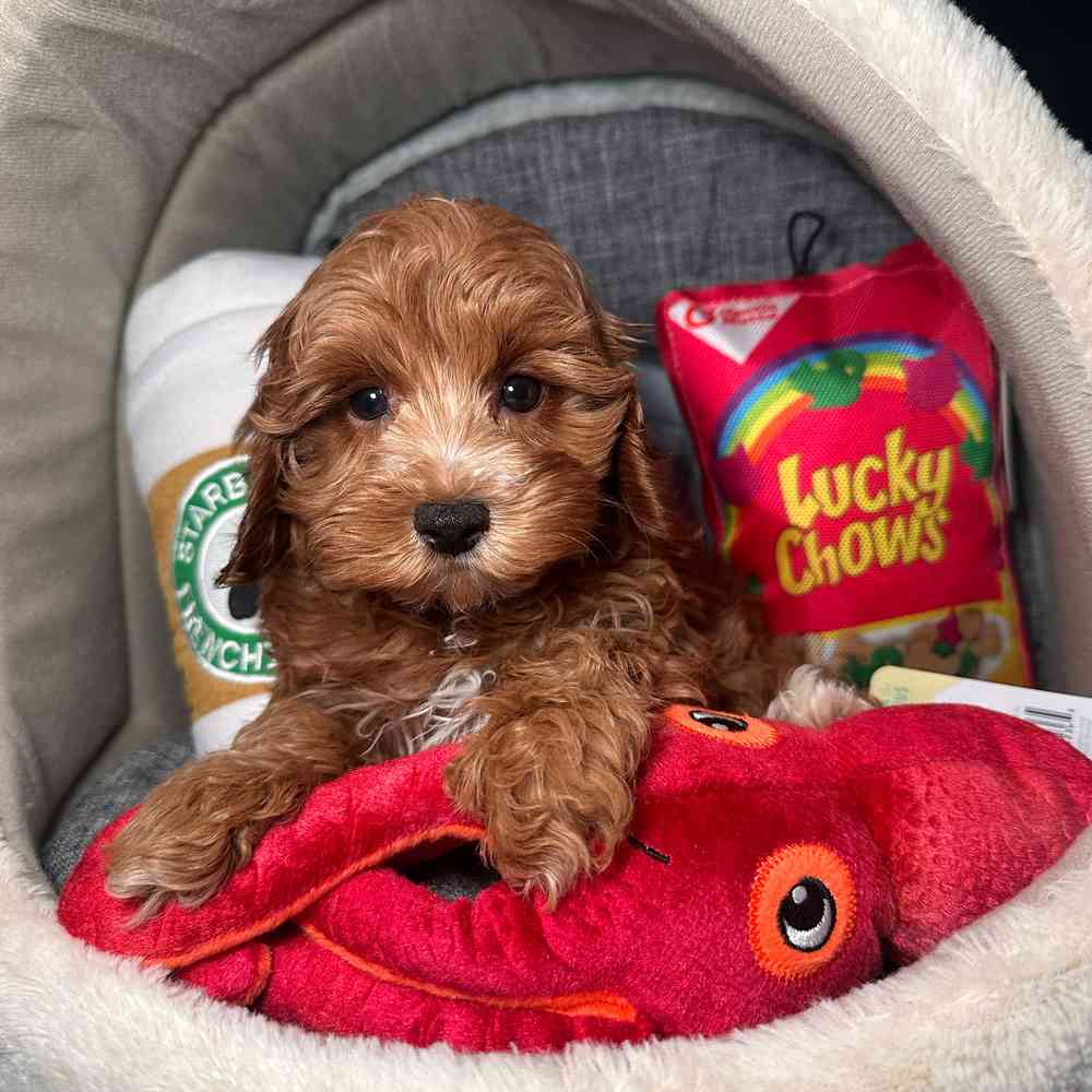 carousel pet images