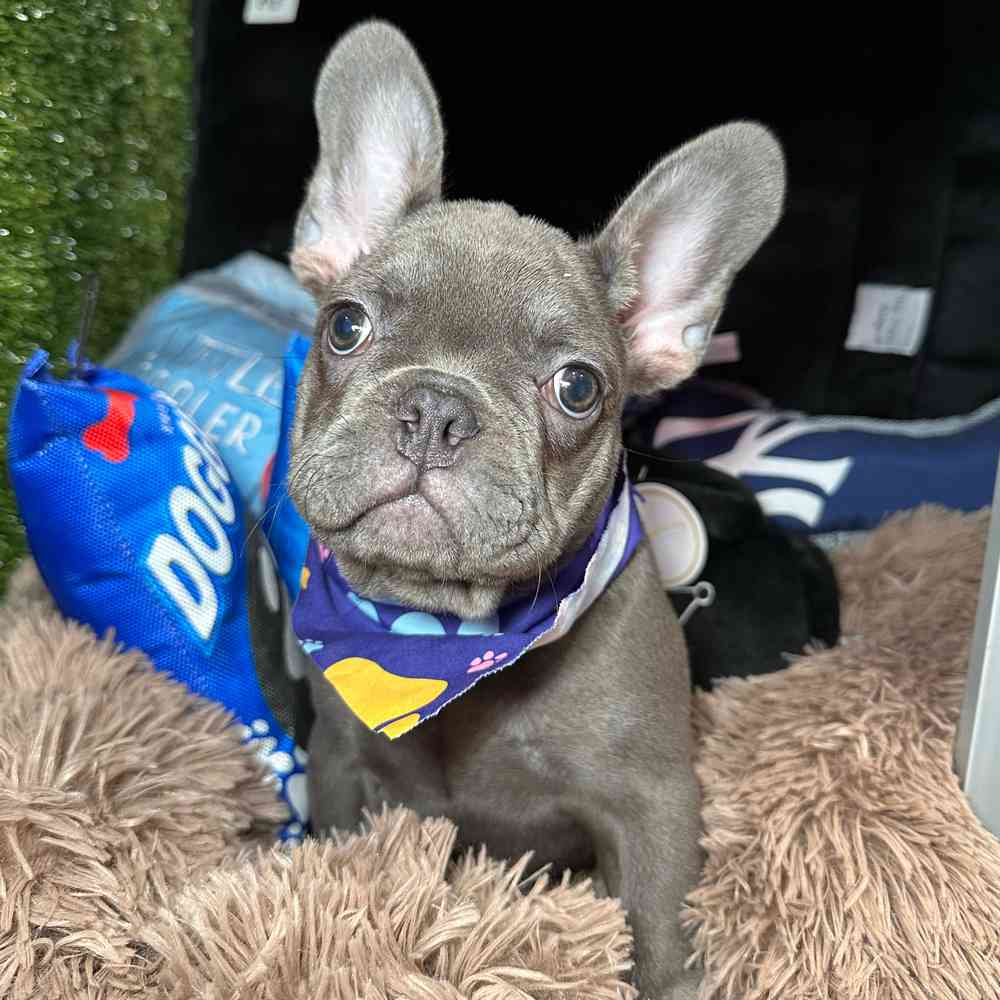 pet breed image