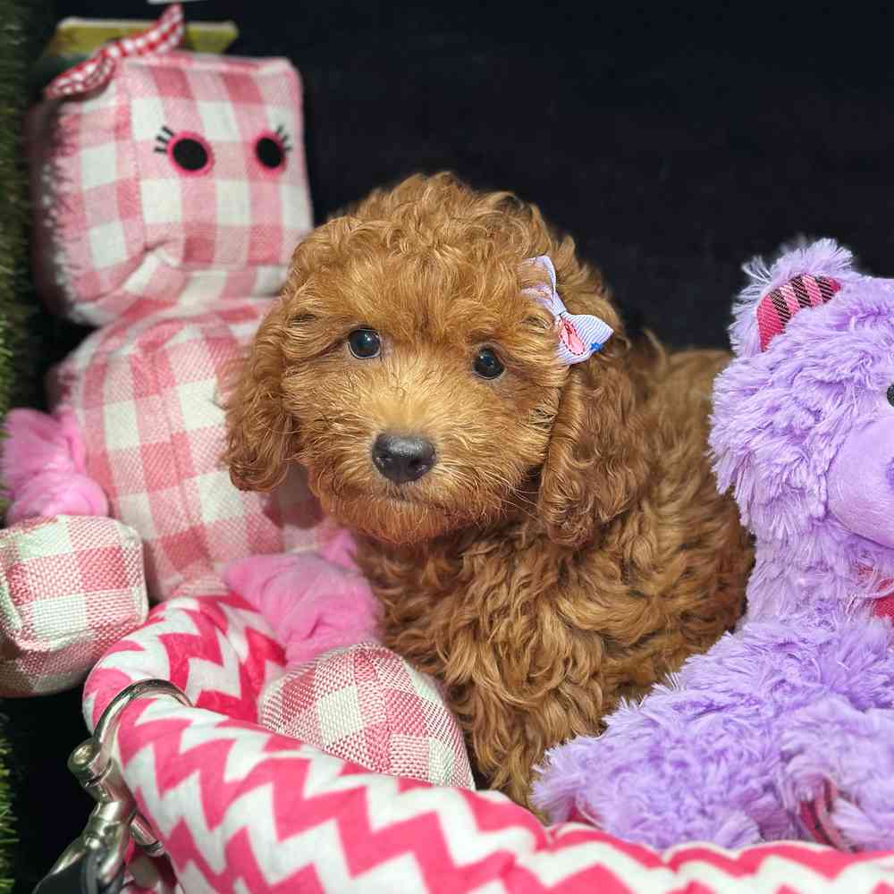 pet breed image