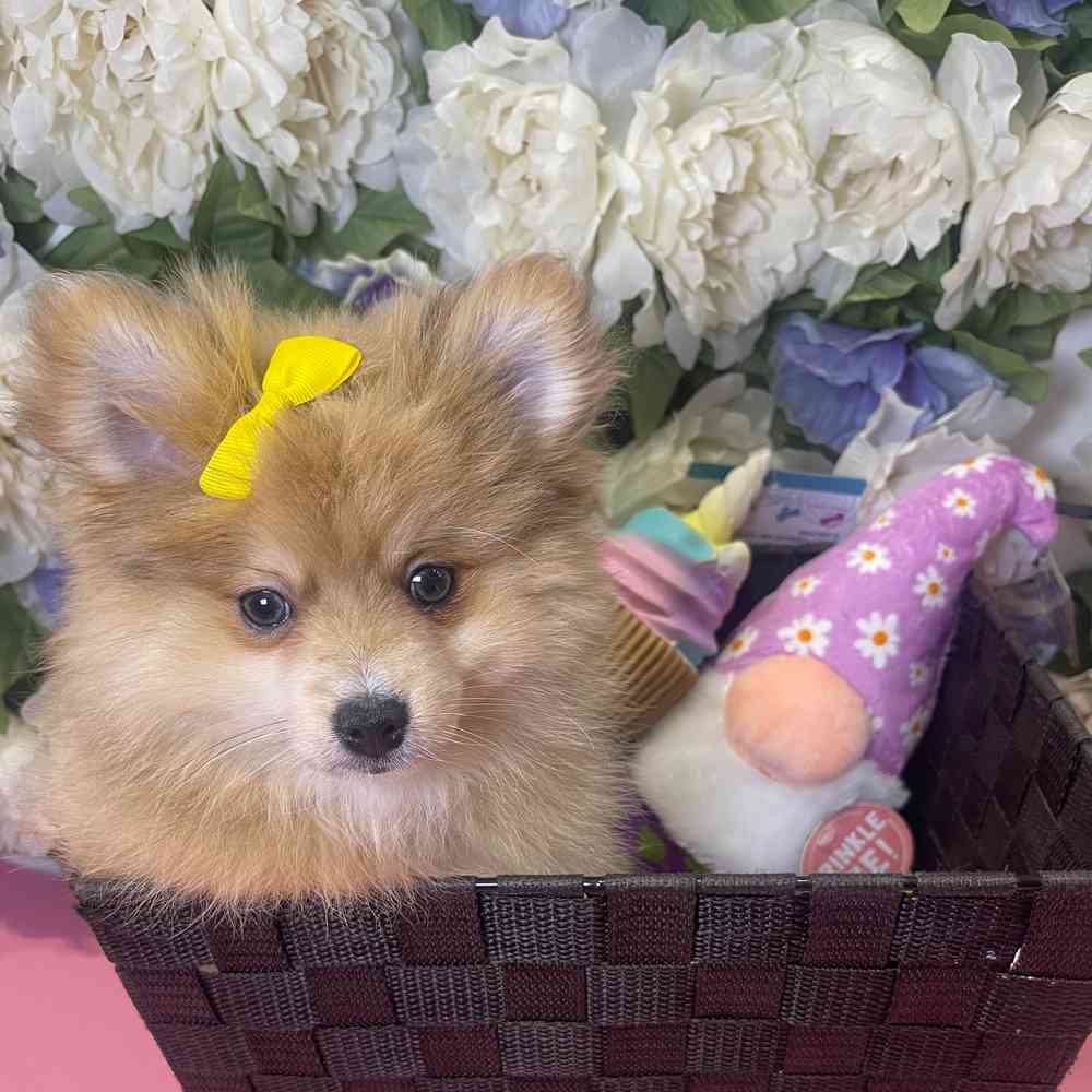 carousel pet images