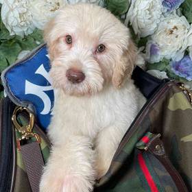 Mini Labradoodle