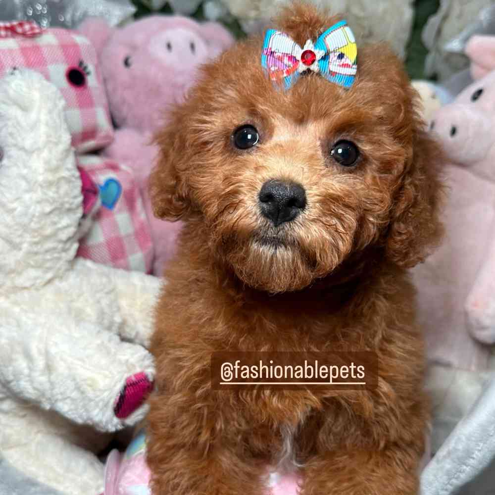 carousel pet images