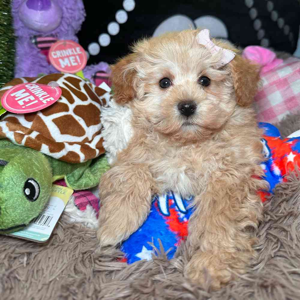 pet breed image