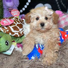 Poodle