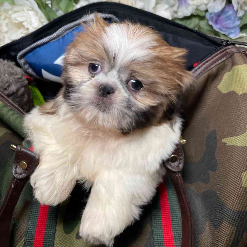 carousel pet images