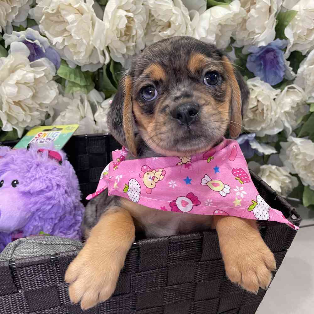 carousel pet images