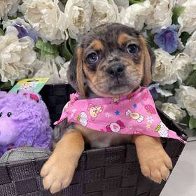 Puggle