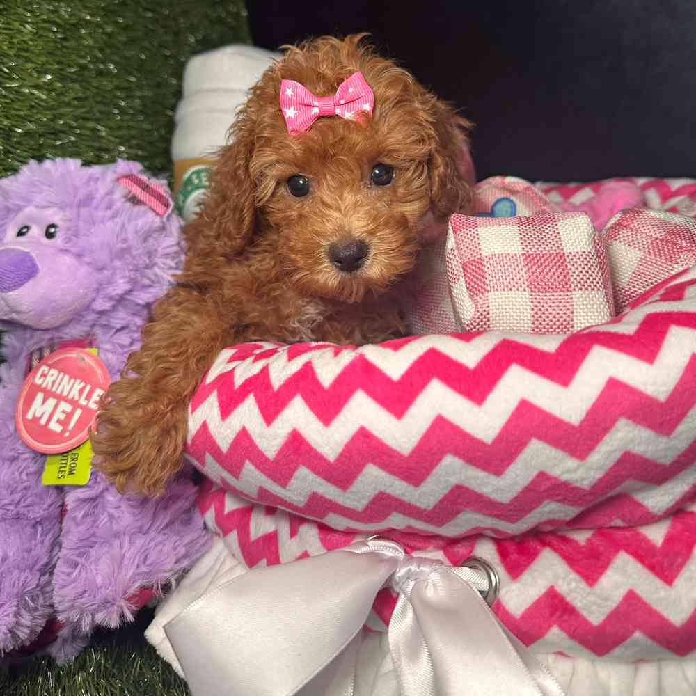 carousel pet images