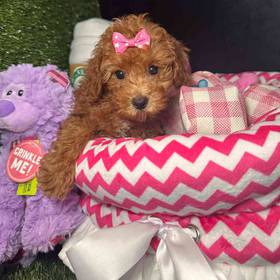 Cavapoo 2nd Generation