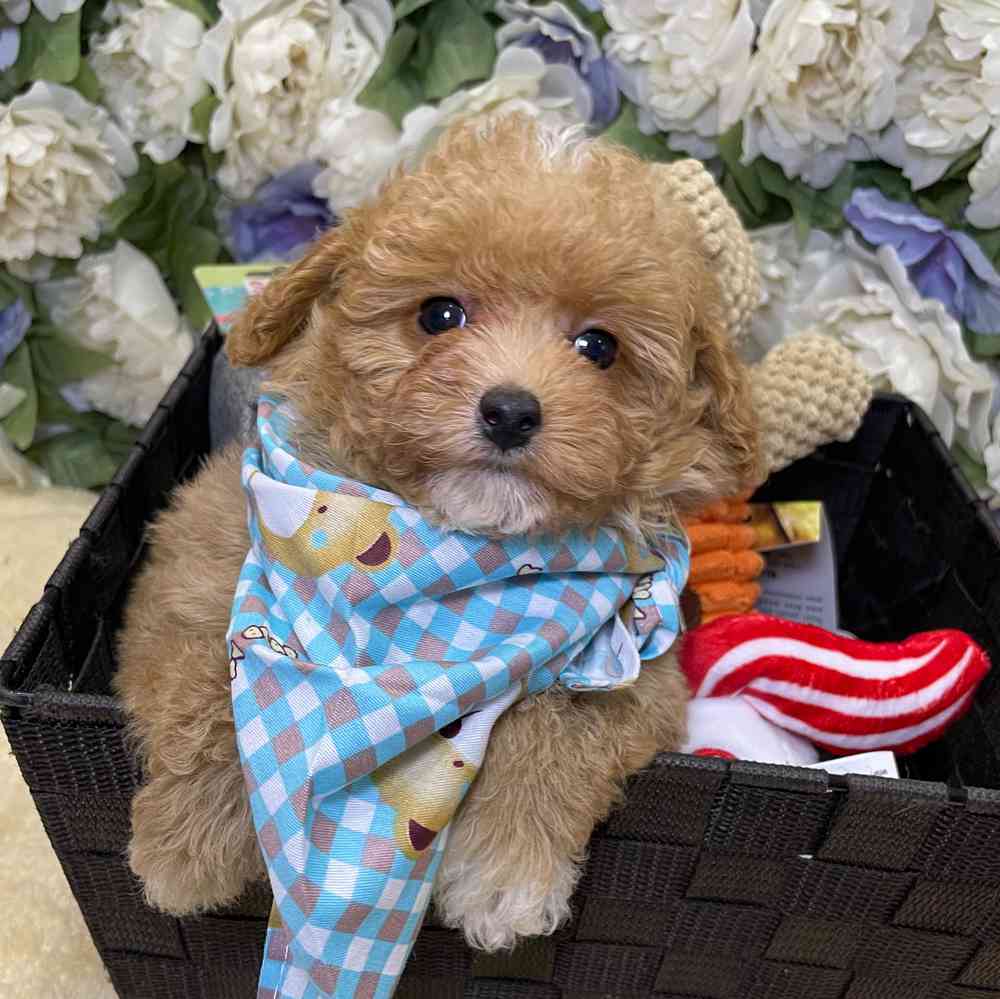 carousel pet images