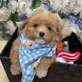 Poodle Toy