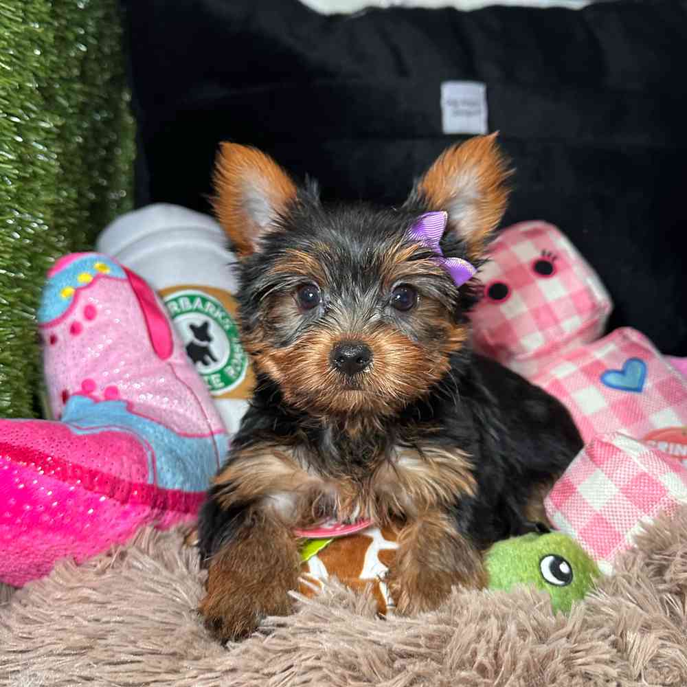 carousel pet images
