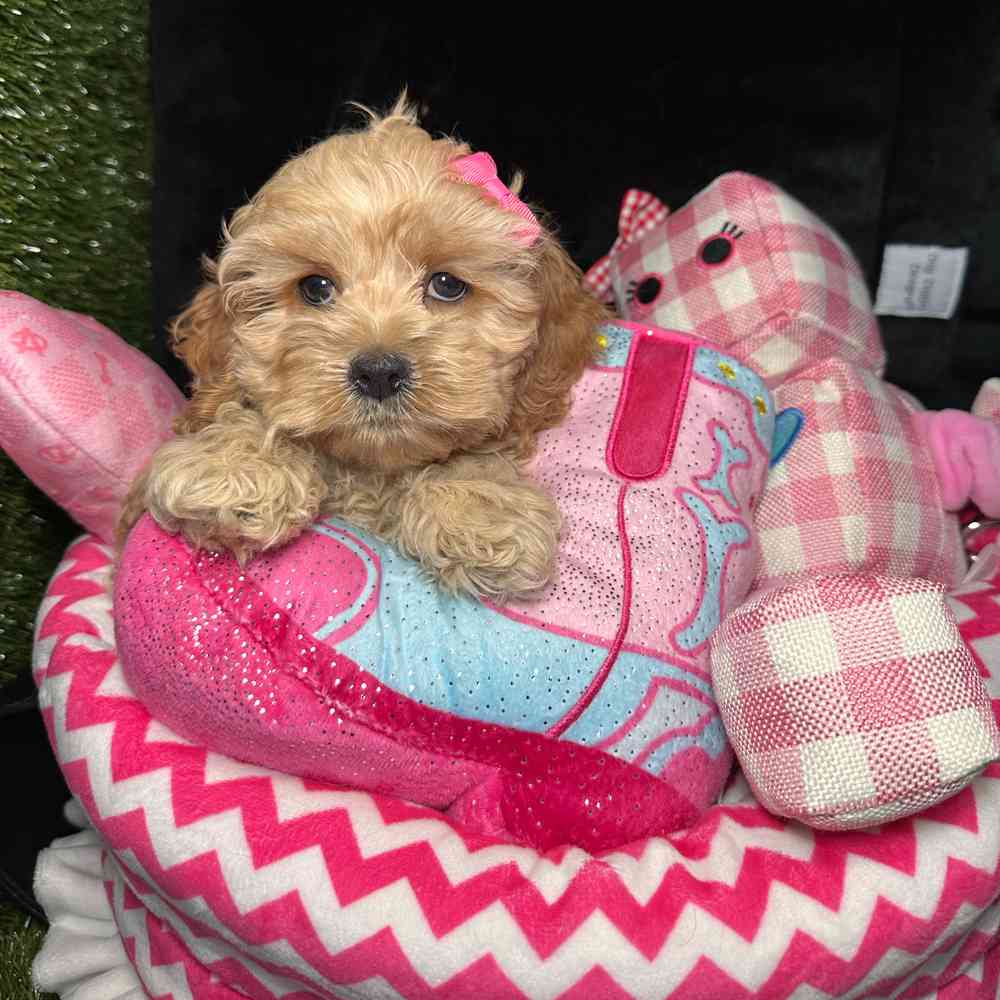 carousel pet images